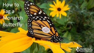 Monarch Tagging Demonstration