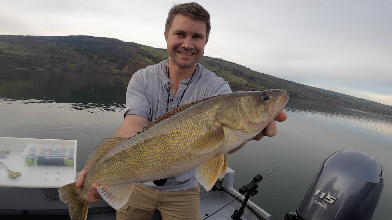 Columbia River Walleye Fishing YouTube