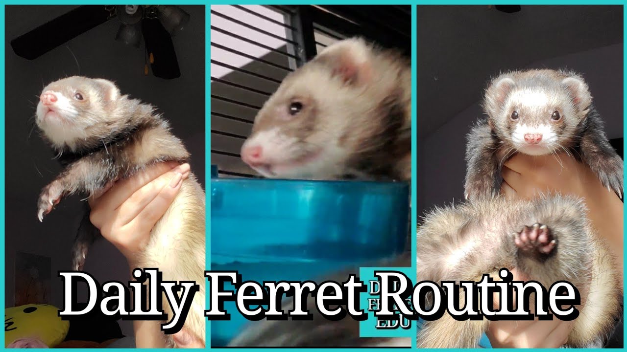 Daily Ferret Routine | Dailyferreteducation