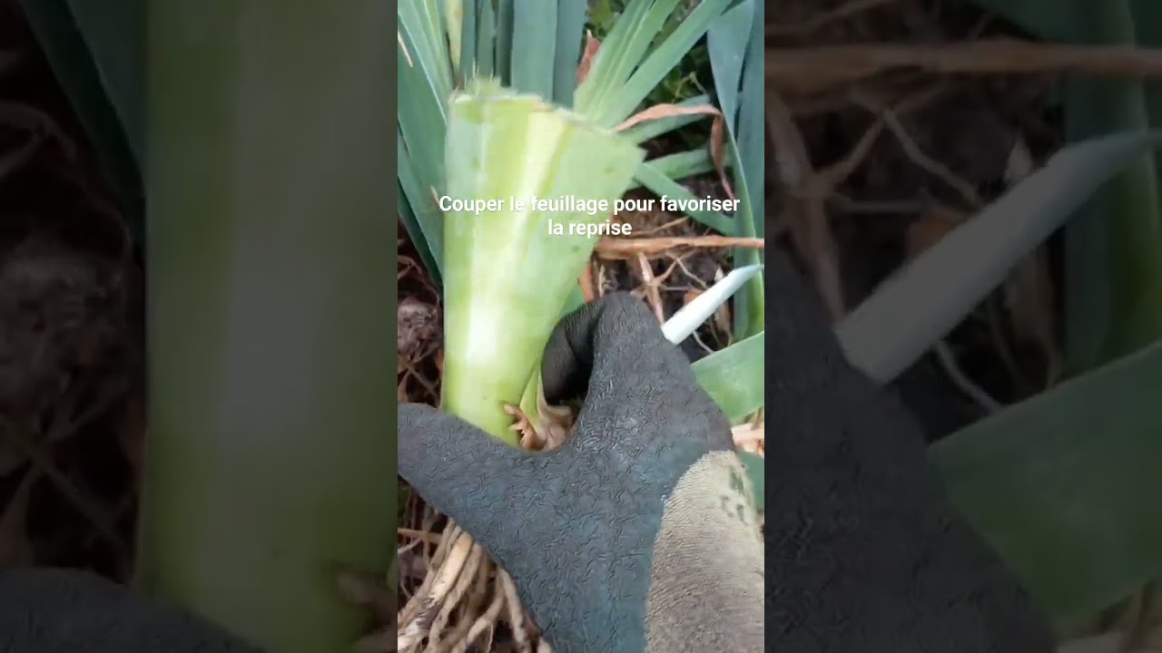 5 août Multiplication des iris