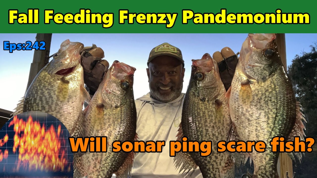 Отпугивает ли рыбу эхолокационный сигнал? Отличная рыбалка. #acccrappiestix #crappiefishing #live...