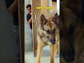 Hide and Seek With My German Shepherd Dog | Hide and Seek