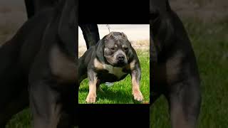 pitbull vs rottweiler dog mix breed 💫🙏
