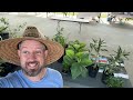 Plant Sale Live Stream!