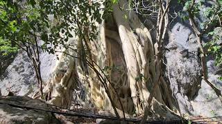 Taxco - arbol amate 4K Taxco - arbol amate 4K