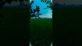 Nature Sounds nature  Shorts4knaturere 4k 