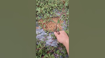 Cây dòi thân tím, cây bọ mắm, cây thuốc dòi chuẩn