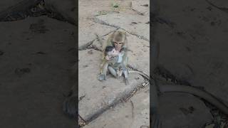 Dalia holding adorable lovely baby monkey Patch running #anmals #shorts #viral #animal #monkey