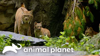 Magnificent Zoo Animals | The Zoo | Animal Planet thumbnail