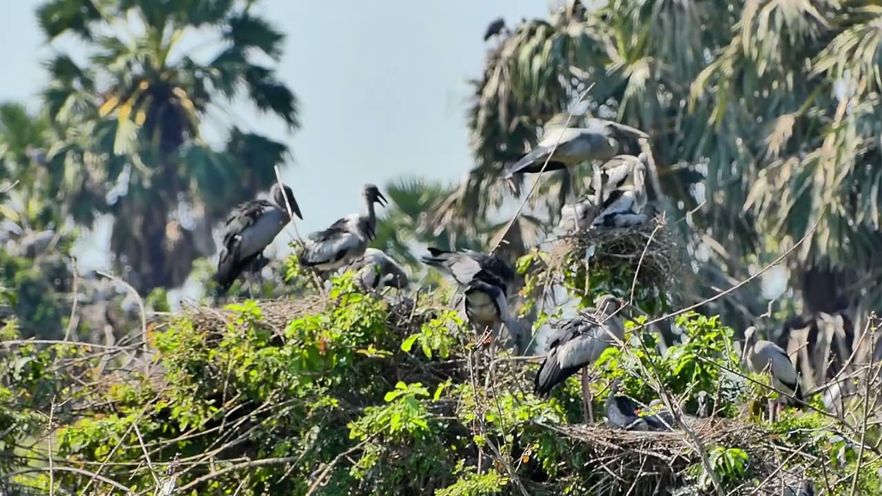 Crane  amazing video
