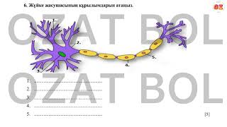 ТЖБ-3 Биология 7 сынып 3 тоқсан жаңа нұсқа