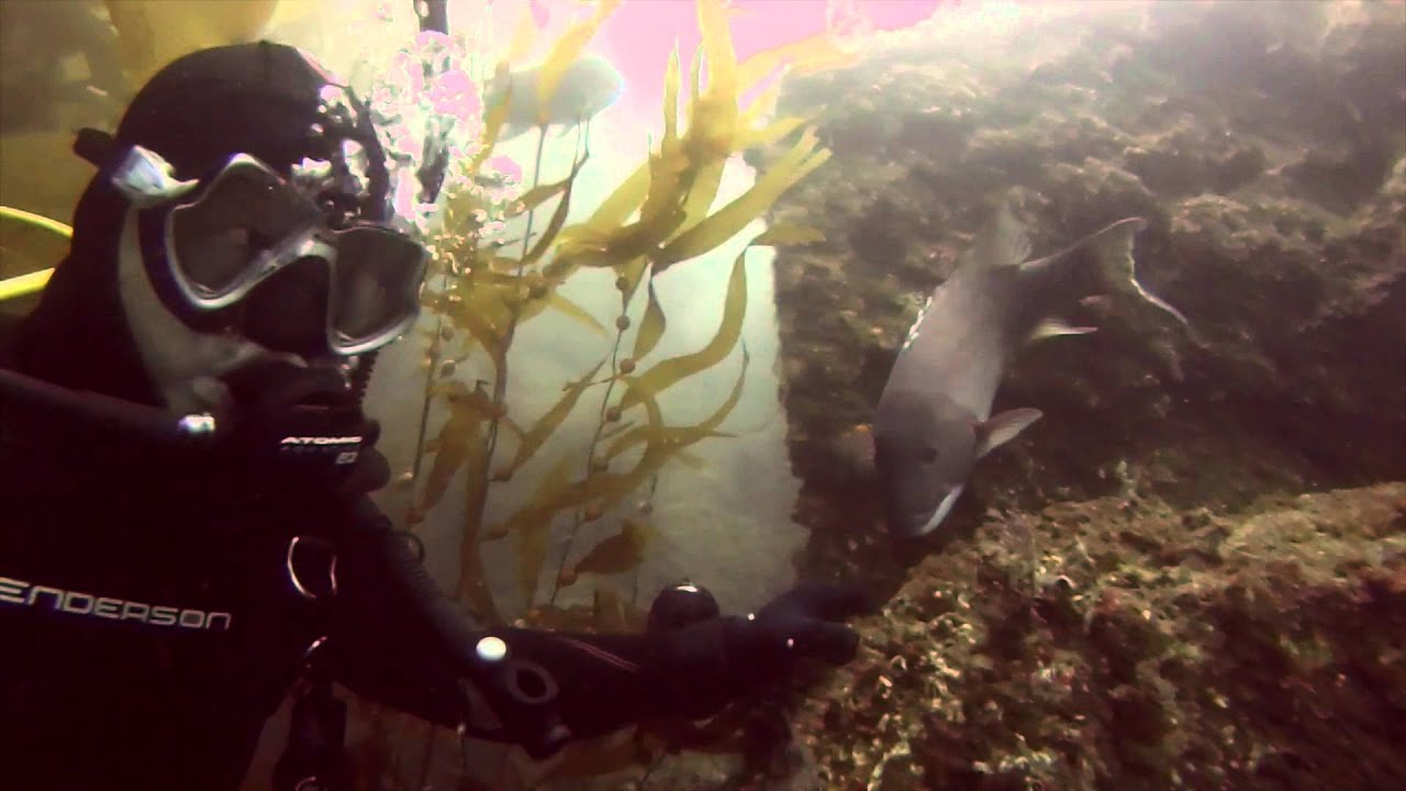 3 21 15 South Coast Divers at Deadman's Reef YouTube