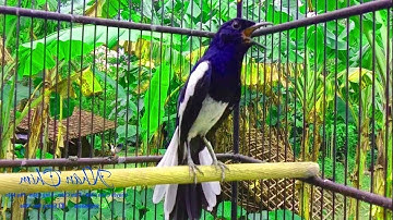 Choè than hót đấu giọng rừng CỰC SUNG Chòe Than Hót Giọng Rừng Kích Trống Căng Lửa hót | choe than