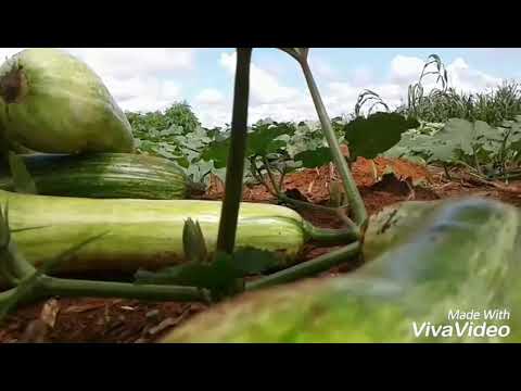 Como plantar abobrinha e pepino agroradical