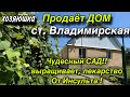 Хозяюшка Продаёт ДОМ в ст. Владимирская/ Выращивает лекарство от инсульта/ Чудесный САД 37 соток