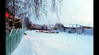 Жителей Вилюйска терроризирует большая стая собак, пострадавших пока нет Жителей Вилюйска терроризирует большая стая собак, пострадавших пока нет