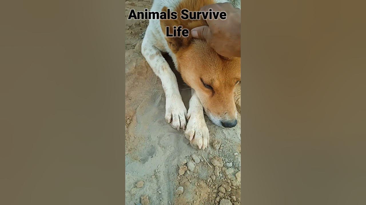 animals survive Life | animals helping video | animals sleeping video