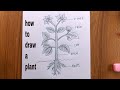 How to draw a plant easydraw parts of plantplant drawing