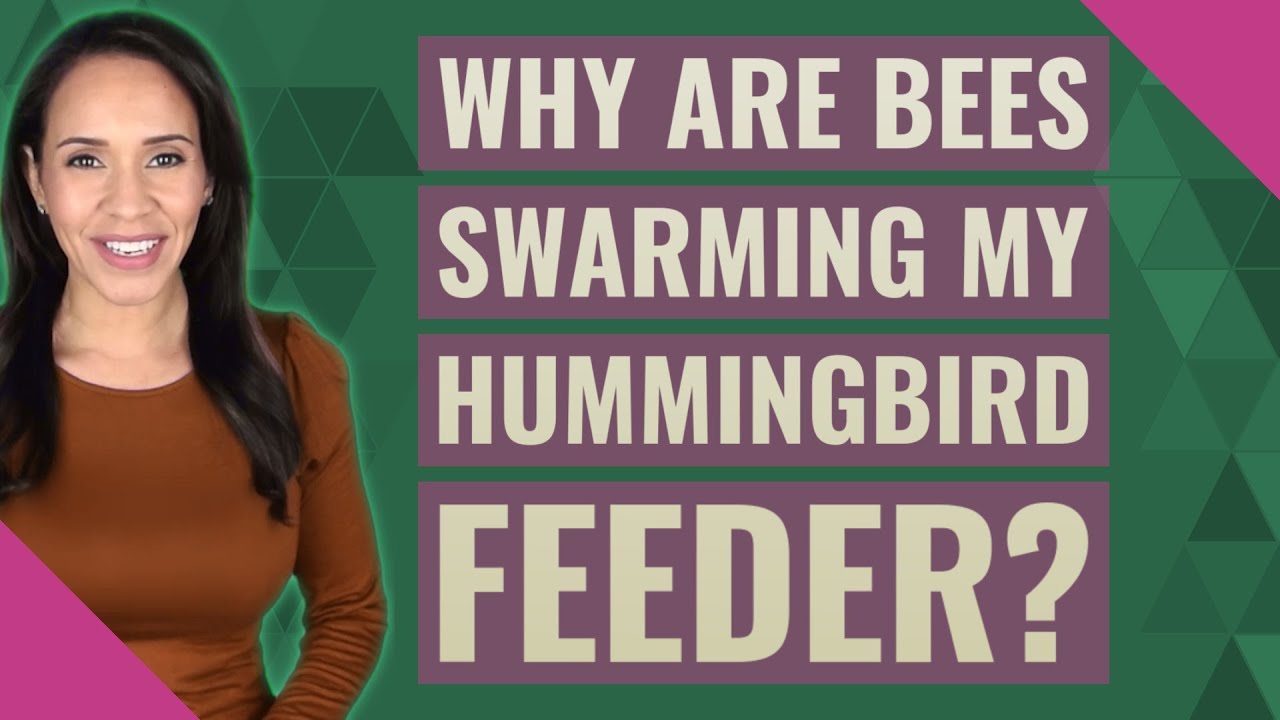 Why Are Bees Swarming My Hummingbird Feeder YouTube Why are bees swarming my hummingbird feeder youtube