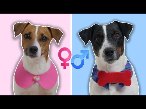 Как определить собаку мальчик или девочка