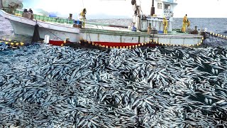 Unbelievable hundreds of tons of herring are caught by large nets   I