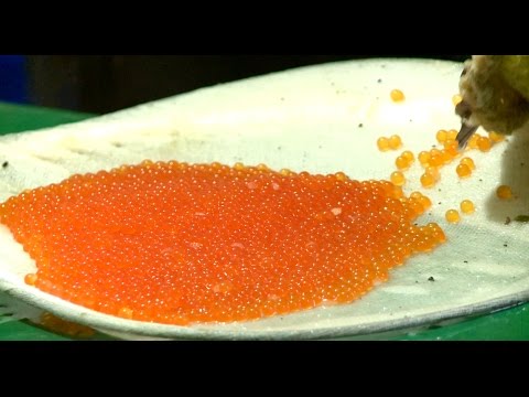 #ფერმა საკალმახე მეურნეობა ვაკიჯვარში