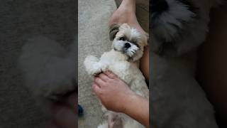 Shih Tzu Baby being playful #dog #puppy #cutedog