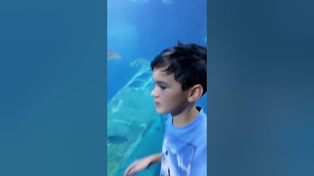 Акваріум Плімут - YouTube