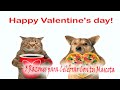 3️⃣Razones para Celebrar San Valentin con tu Mascota💘🐶🐱- Homenajea a tu mejor Amigo de 4 Patas‼️😍🧎