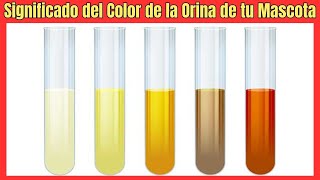 MEANING OF THE COLOR OF MY DOG OR CAT'S URINE  (YELLOW, RED, ORANGE, BLACK, PINK...)