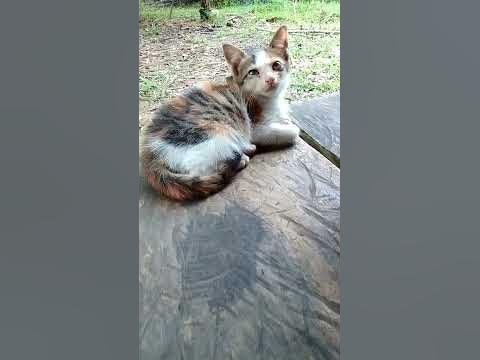 kucing murung tidak bersemangat #shorts 