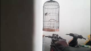 kolibri manggar isian GEREJA TARUNG