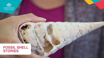 Fossil Shell Stories (primary)