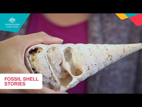 Fossil Shell Stories (primary)