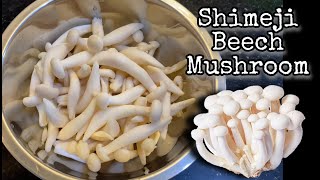 How to clean Beech Mushroom/ Japanese Shimeji Mushroom