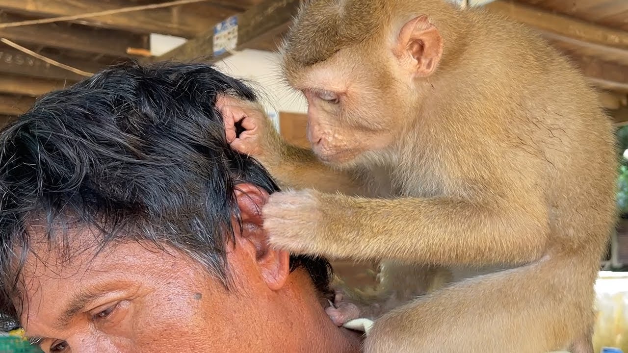 Smart Zueii Monkey Focus Grooming And Find Granpa Lice