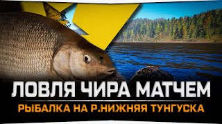 Чир на реке Нижняя Тунгуска • Русская Рыбалка 4