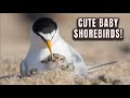 Cute baby endangered shorebirds  jersey shore  new york beaches  plovers terns  oystercatcher