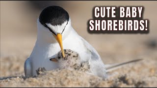 Cute Baby Endangered Shorebirds | Jersey Shore & New York Beaches | Plovers, Terns & Oystercatcher