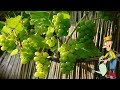 Весенняя обработка винограда железным купоросом пропорции