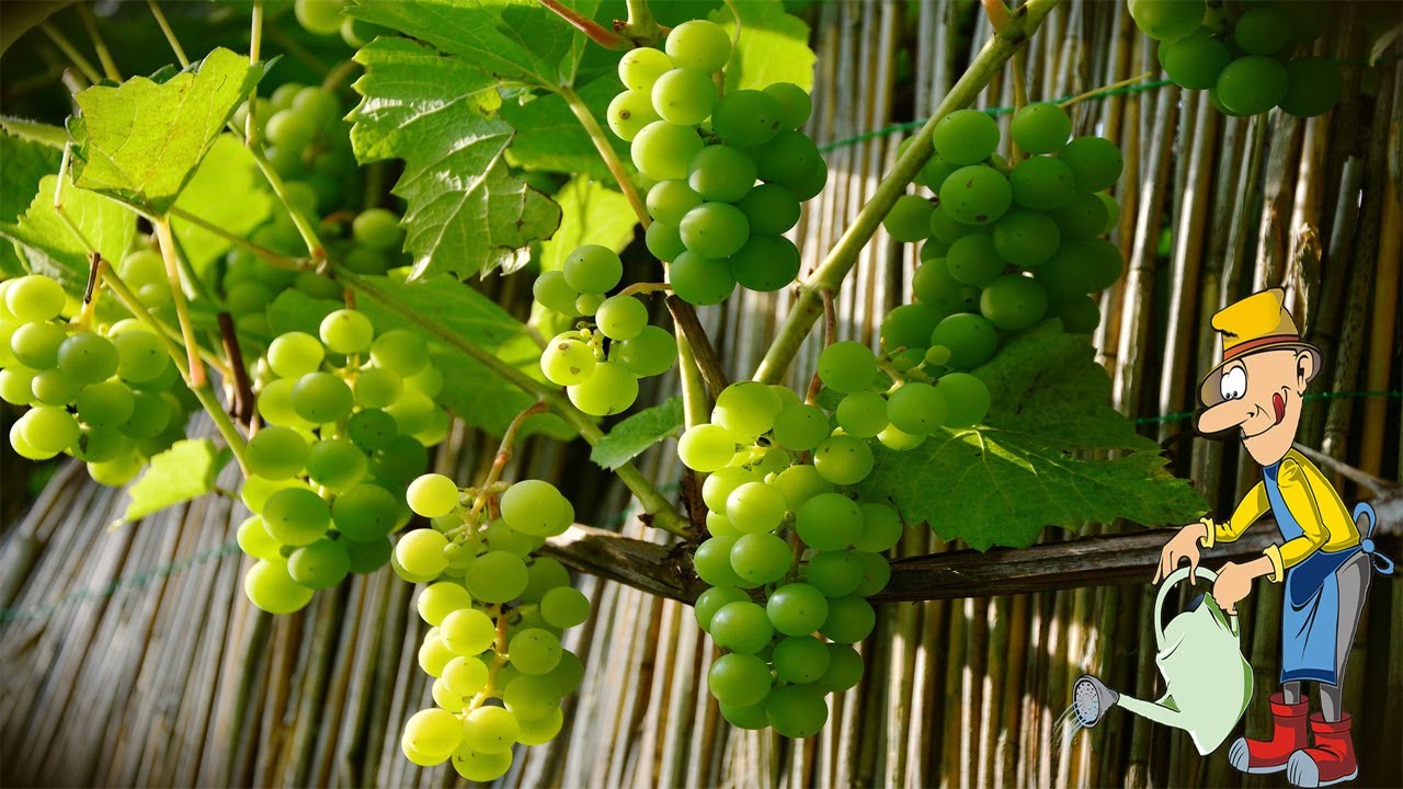 Обработка винограда железным купоросом весной. Виноград Железный. Виноград вахта.