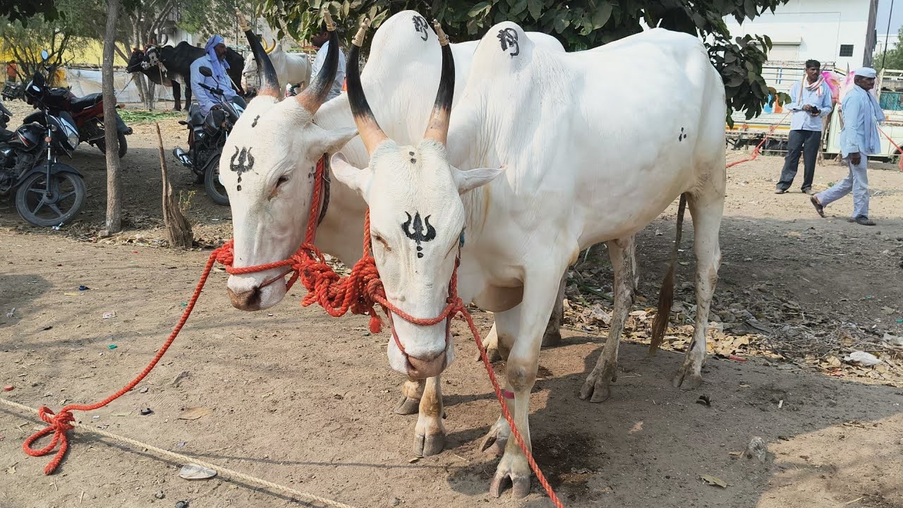 पाथर्डी बैल बाजार १८/०२/२०२६ || बुधवारचा पाथर्डी बैल बाजार|| आजचा पाथर्डी बैल बाजार #pathardi 