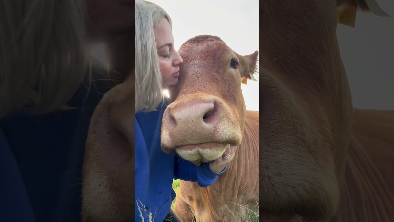Cow kisses