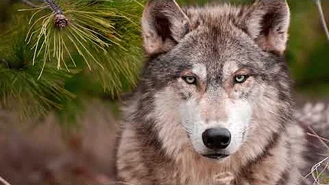 ЗАЯЦ-РУСАК (Lepus europaeus). Энциклопедия дикой природы