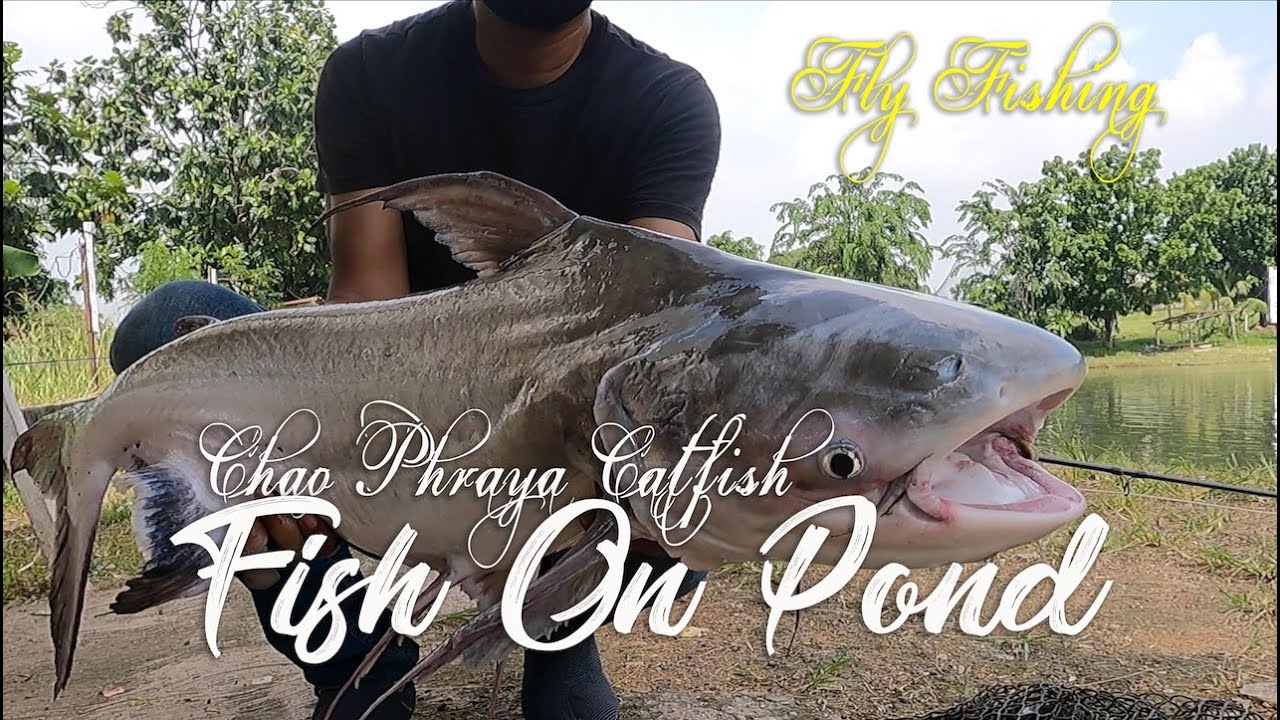 CHAO PHRAYA FLY FISHING FISH ON 8 MAY 2021