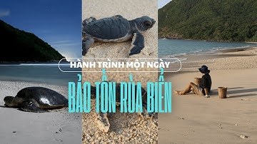 Hành trình Bảo Tồn Rùa Biển của Tình nguyện viên tại Vườn Quốc Gia Côn Đảo