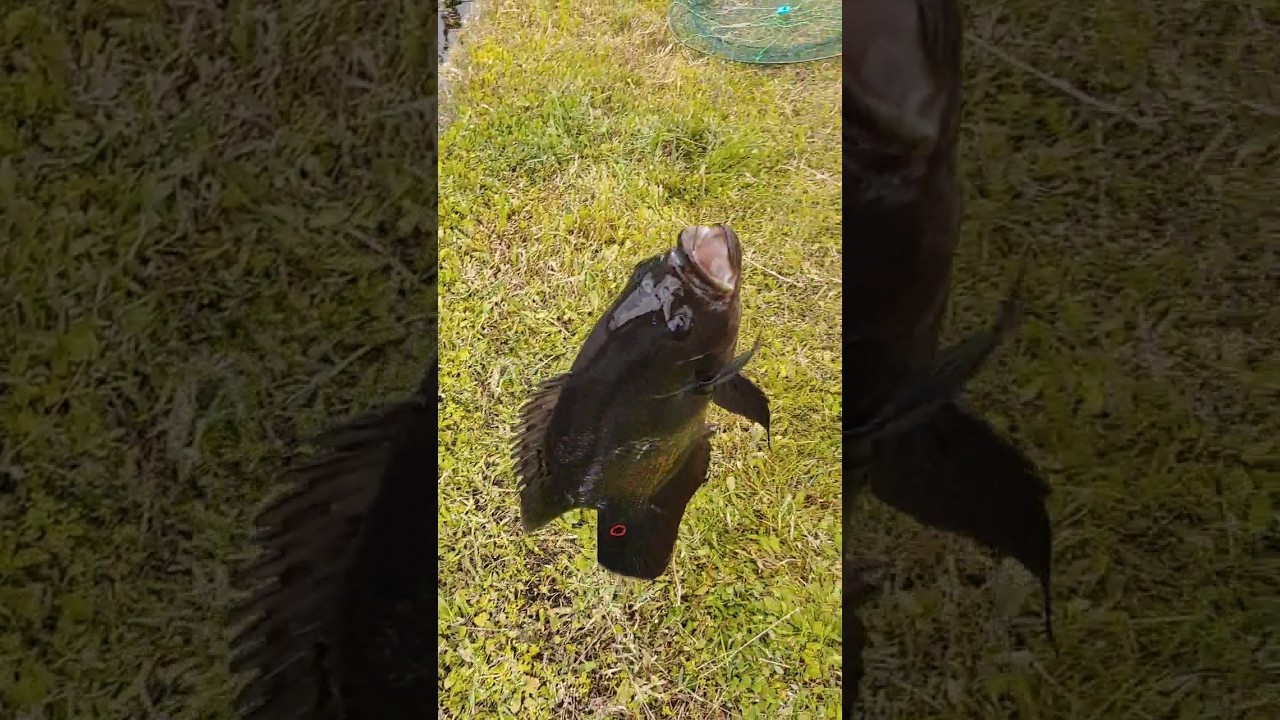 CATCHING A HUMONGOUS OSCAR  CICHLID IT'S UNBELIEVABLE