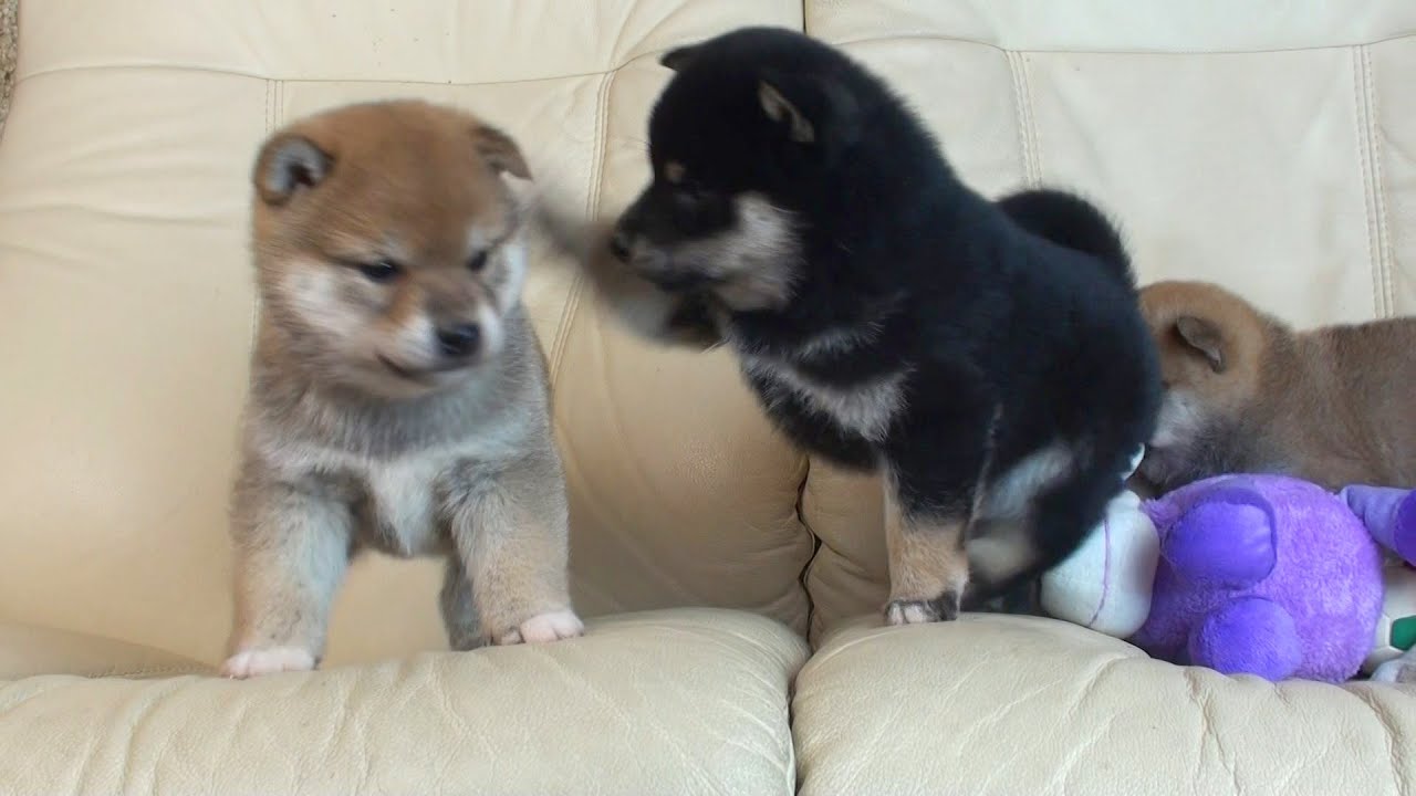 僕ボクサー？柴犬の子犬です - YouTube