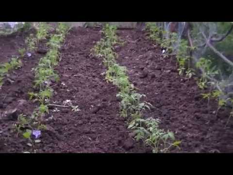 პომიდვრის ჩითილების გადარგვა ღია გრუნტში