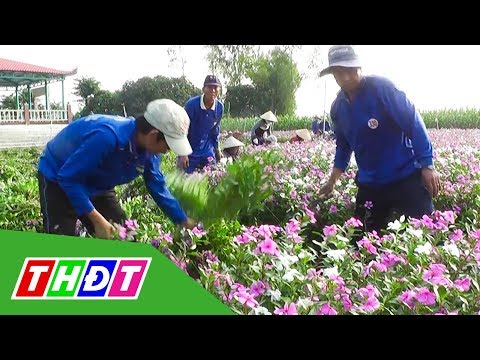 Video: Cây Dừa Cạn